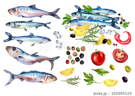 Set of anchovies, sardine and vegetables watercolor illustration isolated on white. Sea fish, sardine, spices, lemon, tomatoes hand drawn. Design element for menu, singage, cookbook, wrapping 102095524