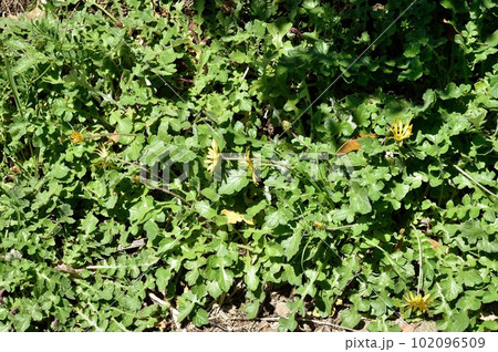 ワタゲツルハナグルマの花 102096509