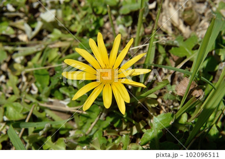 ワタゲツルハナグルマの花 ワタゲツルハナグルマの花 102096511