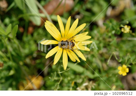 ワタゲツルハナグルマの花 ナミハナアブ ワタゲツルハナグルマの花 ナミハナアブ 102096512