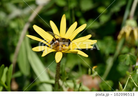 ワタゲツルハナグルマの花 ナミハナアブ ワタゲツルハナグルマの花 ナミハナアブ 102096513