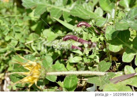 ワタゲツルハナグルマの花 ワタゲツルハナグルマの花 102096514