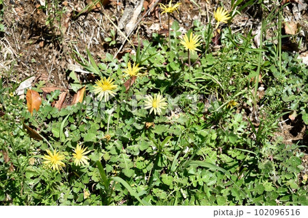 ワタゲツルハナグルマの花 ワタゲツルハナグルマの花 102096516