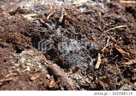 糸状菌の不思議な魅力 102098114