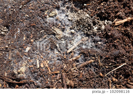 糸状菌の多様な形態を探るの写真素材 [102098116] PIXTA