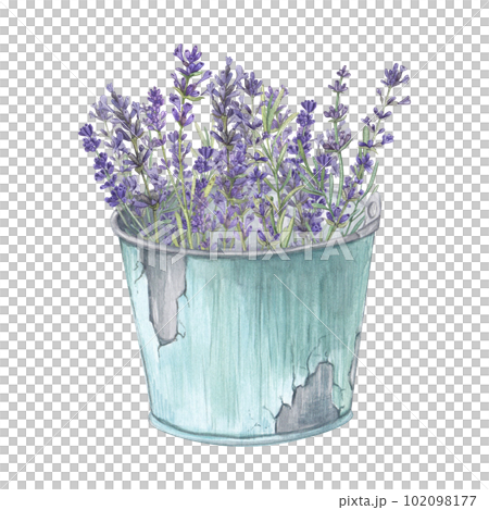 Lavender bouquet in a bucket isolated on a white background Watercolor illustration of Provencal flowers. French style. Botanical image of flowers. Suitable for postcards, business cards, design Lavender bouquet in a bucket isolated on a white background Watercolor illustration of Provencal flowers. French style. Botanical image of flowers. Suitable for postcards, business cards, design 102098177