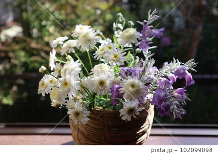 出窓にスノーフレアとエレモフィラの花を生ける 出窓にスノーフレアとエレモフィラの花を生ける 102099098