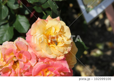 バラ(薔薇)/ハチが花粉を集めている、複雑な色合いのバラ バラ(薔薇)/ハチが花粉を集めている、複雑な色合いのバラ 102099100