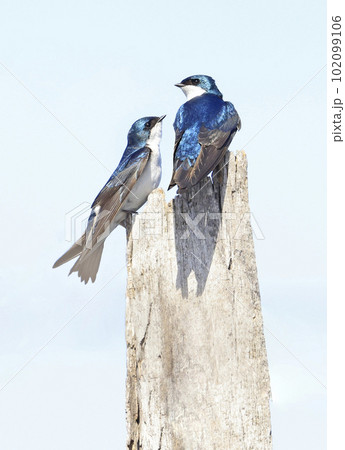 Swallows family perching on a trunk in a sunny day, Montreal, Canada Swallows family perching on a trunk in a sunny day, Montreal, Canada 102099106