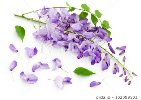 Wisteria flowers isolated on white background with full depth of field 102099503