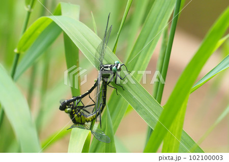 交尾中のコサナエ 102100003