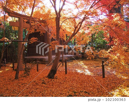 紅葉が鮮やかな蓮華寺境内の風景 102100363