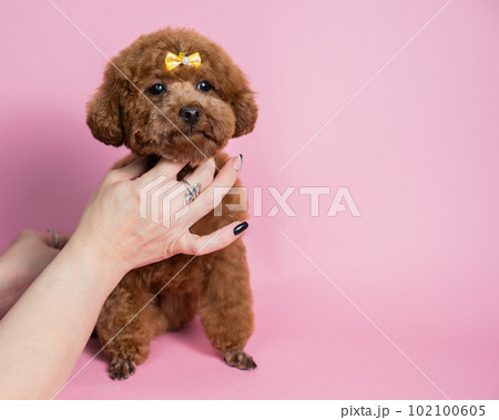Woman holding toy poodle on pink background. Woman holding toy poodle on pink background. 102100605