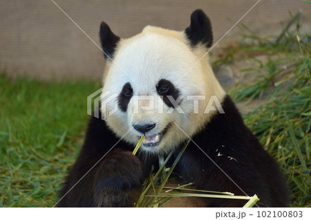 おいしそうに竹を食べる結浜 102100803