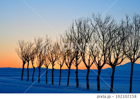 池ケ原のはさ木(新潟県) 池ケ原のはさ木(新潟県) 102102158