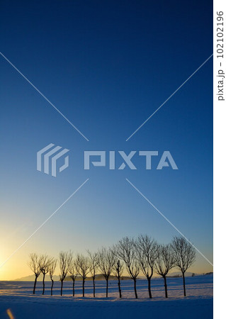 池ケ原のはさ木(新潟県) 池ケ原のはさ木(新潟県) 102102196