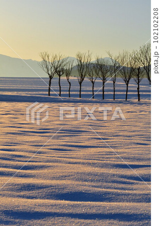 池ケ原のはさ木(新潟県) 池ケ原のはさ木(新潟県) 102102208