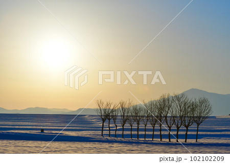 池ケ原のはさ木(新潟県) 池ケ原のはさ木(新潟県) 102102209