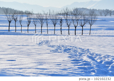 池ケ原のはさ木(新潟県) 池ケ原のはさ木(新潟県) 102102232
