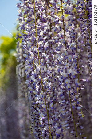 満開の藤棚　群馬県藤岡市　ふじの咲く丘 102102579