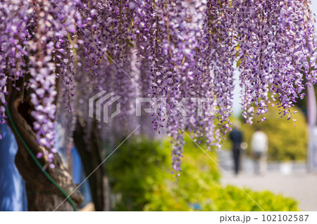 満開の藤棚　群馬県藤岡市　ふじの咲く丘 102102587