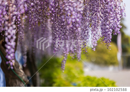 満開の藤棚　群馬県藤岡市　ふじの咲く丘 102102588