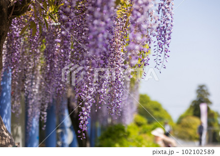 満開の藤棚　群馬県藤岡市　ふじの咲く丘 102102589