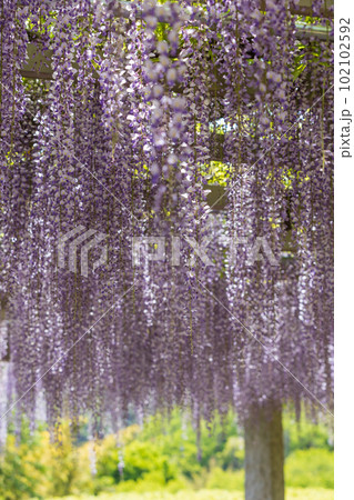 満開の藤棚　群馬県藤岡市　ふじの咲く丘 102102592