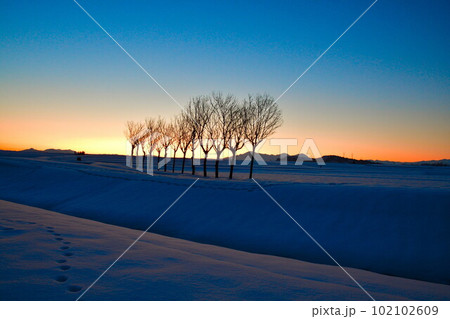 池ケ原のはさ木(新潟県) 池ケ原のはさ木(新潟県) 102102609