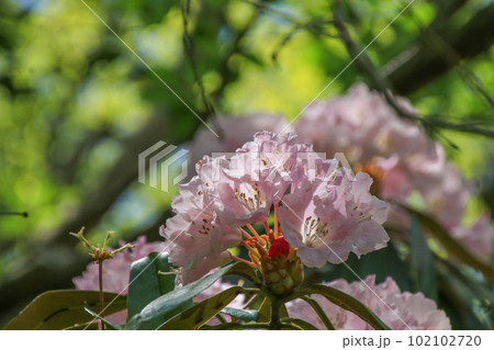 釜掛谷ほんしゃくなげ群落 102102720