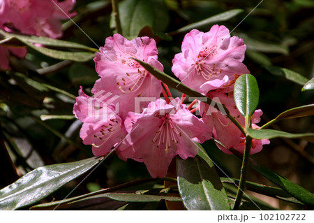 釜掛谷ほんしゃくなげ群落 釜掛谷ほんしゃくなげ群落 102102722
