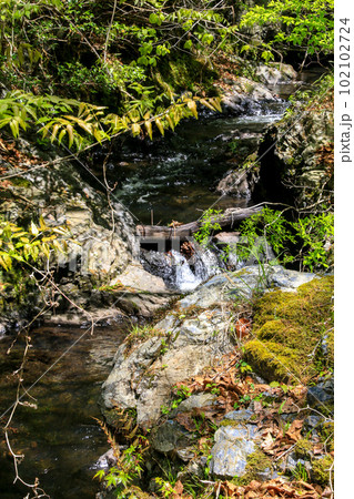 釜掛谷ほんしゃくなげ群落 102102724