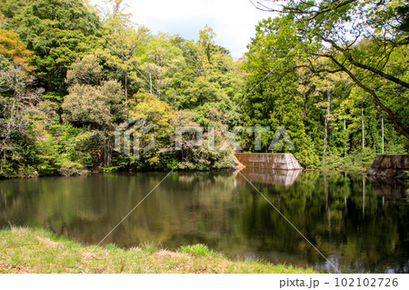 釜掛谷ほんしゃくなげ群落 102102726
