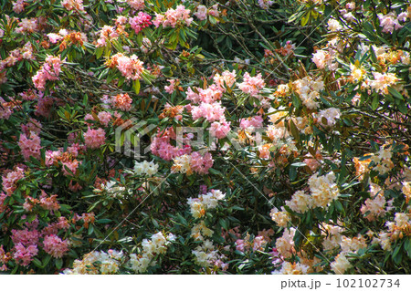 釜掛谷ほんしゃくなげ群落 釜掛谷ほんしゃくなげ群落 102102734
