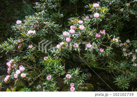 釜掛谷ほんしゃくなげ群落 102102739