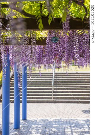 満開の藤棚　群馬県藤岡市ふじの咲く丘 102103029