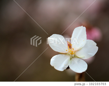 3月に咲いたサクラ「越の冬桜（コシノフユザクラ）」 102103703