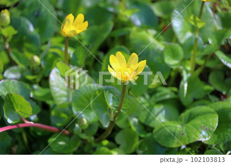 爽やかヒメリュウキンカの花 爽やかヒメリュウキンカの花 102103813