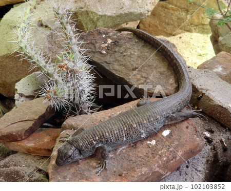 Lizard with long tail sits on rock Lizard with long tail sits on rock 102103852
