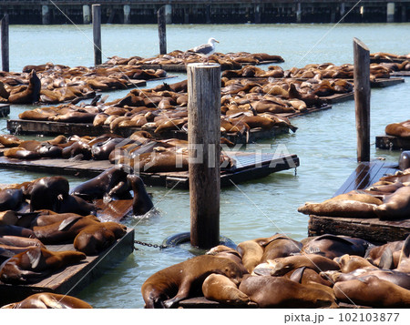 Bird watches over seals at Pier 39 102103877