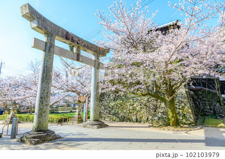 春の大村公園　長崎県大村市 102103979