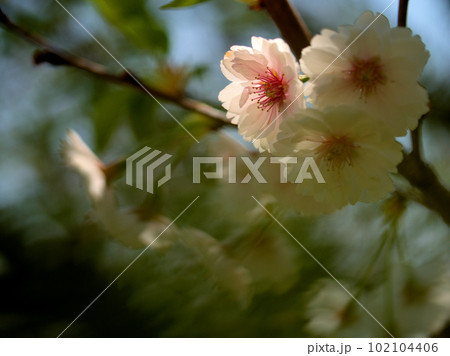 4月に咲いたサクラ「子福桜(コブクザクラ)」 4月に咲いたサクラ「子福桜(コブクザクラ)」 102104406