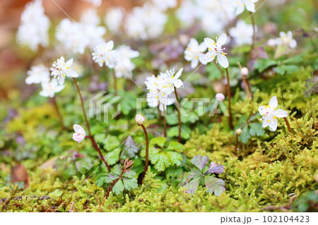 爽やかバイカオウレンの花 爽やかバイカオウレンの花 102104423