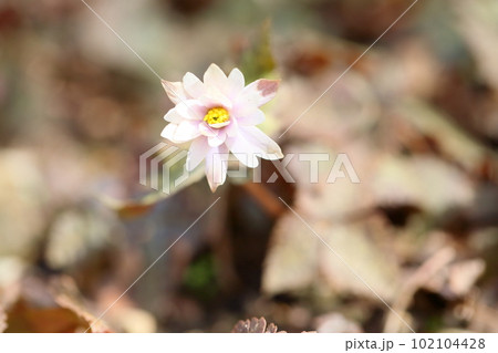 ユキワリイチゲの花 102104428