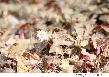 ユキワリイチゲの花 102104430