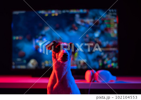 Dog Jack Russell Terrier is watching a computer game in neon light in the dark. Dog Jack Russell Terrier is watching a computer game in neon light in the dark. 102104553