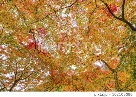 大阪府岸和田市牛滝山大威徳寺の紅葉 大阪府岸和田市牛滝山大威徳寺の紅葉 102105096