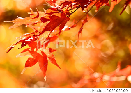真っ赤な紅葉 真っ赤な紅葉 102105100