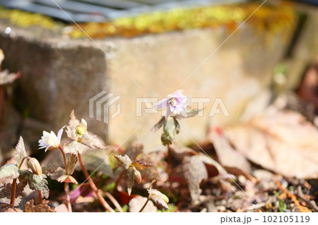 ユキワリイチゲの花 ユキワリイチゲの花 102105119