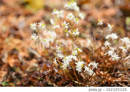 超小花　セリバオウレンの花 102105120